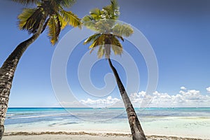 Tropical beach in caribbean sea, idyllic Saona island, Dominican Republic