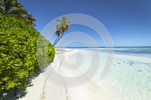 Tropical beach in caribbean sea, idyllic Saona island, Dominican Republic