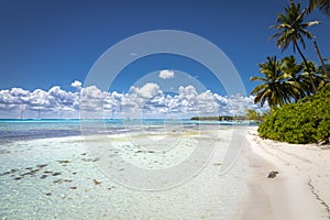 Tropical beach in caribbean sea, idyllic Saona island, Dominican Republic