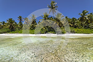 Tropical beach in caribbean sea, idyllic Saona island, Dominican Republic