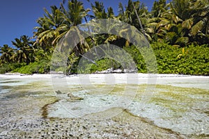 Tropical beach in caribbean sea, idyllic Saona island, Dominican Republic