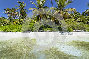 Tropical beach in caribbean sea, idyllic Saona island, Dominican Republic