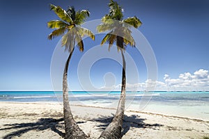 Tropical beach in caribbean sea, idyllic Saona island, Dominican Republic