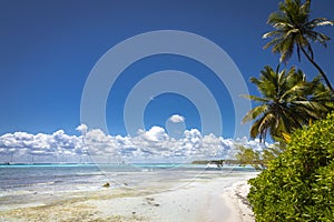 Tropical beach in caribbean sea, idyllic Saona island, Dominican Republic