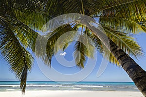 Tropical beach in caribbean sea, idyllic Saona island, Dominican Republic