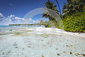 Tropical beach in caribbean sea, idyllic Saona island, Dominican Republic