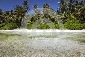 Tropical beach in caribbean sea, idyllic Saona island, Dominican Republic