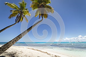 Tropical beach in caribbean sea, idyllic Saona island, Dominican Republic