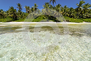 Tropical beach in caribbean sea, idyllic Saona island, Dominican Republic