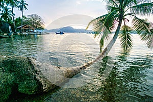 Tropical beach with coconut palm