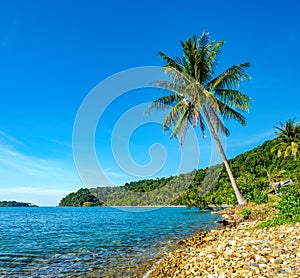 Tropical beach with coconut palm