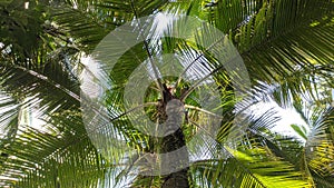 Tropical beach coconut palm tree leaves