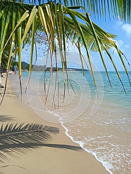 Tropical beach with coconut palm tree leaves, blue sky and ocean wave background.