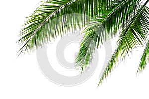 Tropical beach coconut palm tree leaves isolated on white background, green palm fronds layout for summer and tropical nature photo