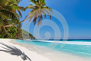 Tropical beach with coconut palm tree on Mahe island, Seychelles.