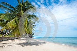 Tropical beach with coconut palm trees. Koh Samui, Thailand