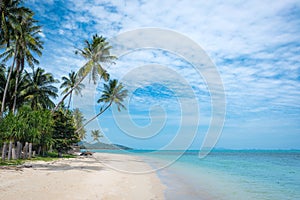 Tropical beach with coconut palm trees. Koh Samui, Thailand