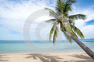 Tropical beach with coconut palm trees. Koh Samui, Thailand