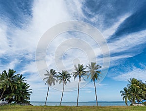 Tropical beach with coconut palm trees. Koh Samui, Thailand