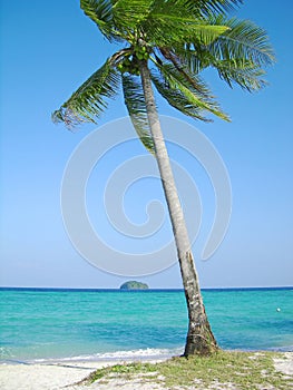 Tropical beach with coconut tree