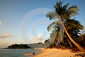 Tropical beach Coconut Tree Natural Sea Concept