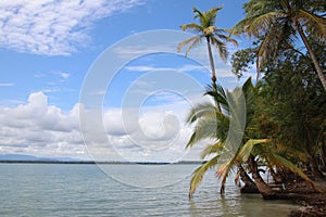 Tropical beach and coconut trees