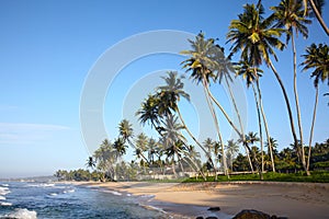 Tropical beach with coconut trees