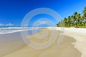 Tropical beach with coconut trees next to the sea