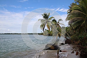 Tropical beach and coconut trees photo