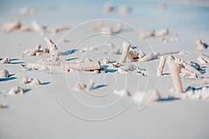 White coral beach background texture, exotic nature details