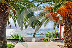 Tropical beach with date palm tree and turquoise blue waters. Palm tree with green leaves and growing dates