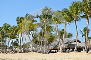 Tropical Beach Dominican Republic