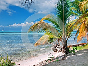 tropical beach in Dominican republic. Caribbean sea. island Saona