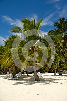 Tropical beach. The Dominican Republic, Saona Island