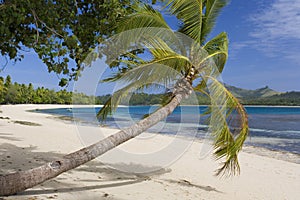 Tropical Beach - Fiji - South Pacific