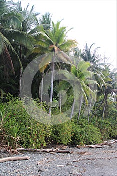 Tropical Beach Forest Edge Palms