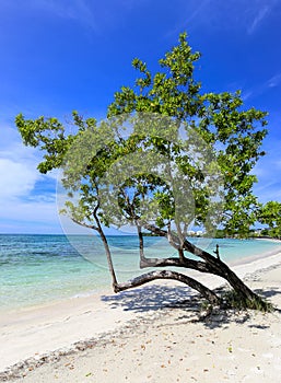 Tropical beach with a green tree on the sand