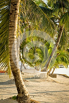 Tropical Beach Hammock