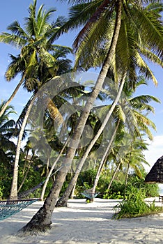 Tropical beach with hammocks in a resort