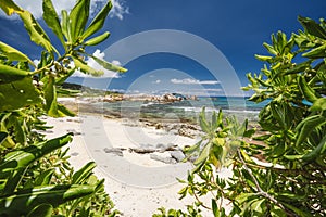 Tropical beach at La Digue island, Seychelles. Lush green vegetation on white sand paradise beach. Turquoise blue lagoon