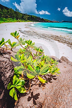 Tropical beach at La Digue island, Seychelles. Lush green vegetation on white sand paradise beach. Turquoise blue lagoon