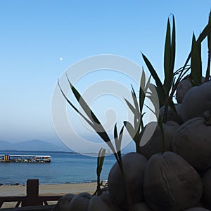 Tropical beach landscape coconut germination