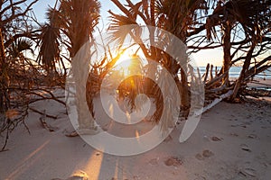 Tropical beach landscape with coconut palm trees at sunny morning.