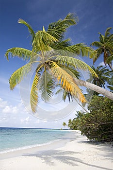 Tropical beach, Maldives