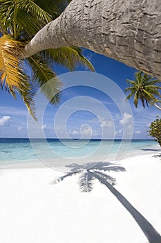 Tropical beach, Maldives