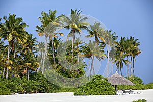 Tropical beach in the Maldives