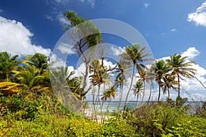 Tropical beach in Martinique, Caribbeans. Anse Michel Cap Chevalier photo