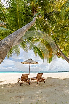 Tropical beach nature as summer landscape with lounge chairs and palm trees and calm sea for beach banner