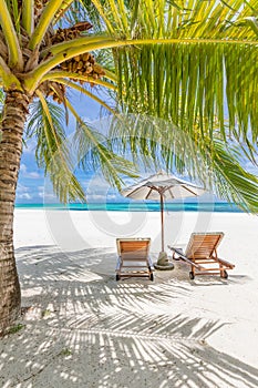 Tropical beach nature as summer landscape with lounge chairs and palm trees and calm sea for beach banner