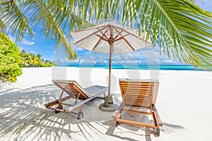 Tropical beach nature as summer landscape with lounge chairs and palm trees and calm sea for beach banner